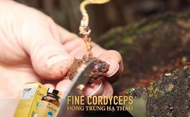 Đông trùng hạ thảo Fine Cordyceps là sản phẩm của Nhật khá nổi tiếng
